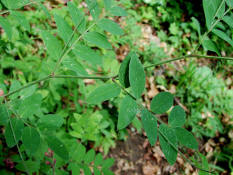 Lathyrus niger / Schwarze Platterbse / Blätter / Fabaceae / Schmetterlingsblütengewächse