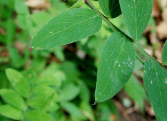 Lathyrus niger / Schwarze Platterbse / Blattgrannen / Fabaceae / Schmetterlingsblütengewächse