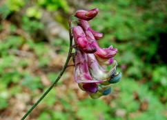 Lathyrus niger / Schwarze Platterbse / Blüten / Fabaceae / Schmetterlingsblütengewächse
