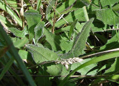 Leontodon hispidus / Rauer-Löwenzahn / Asteraceae / Korbblütengewächse