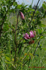 Lilium martagon / Türkenbund-Lilie / Liliaceae / Liliengewächse