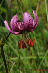 Lilium martagon / Türkenbund-Lilie / Liliaceae / Liliengewächse