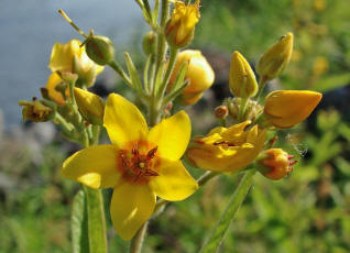 Lysimachia vulgaris / Gemeiner Gilbweiderich / Primulaceae / Primelgewchse