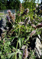 Mentha longifolia / Ross-Minze / Lamiaceae / Lippenblütengewächse