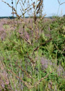 Molinia arundinacea / Rohr-Pfeifengras / Poaceae / Süßgräser