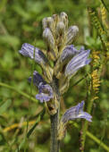 Orobanche purpurea / Violette Sommerwurz / Purpur-Sommerwurz / Orobanchaceae / Sommerwurzgewächse