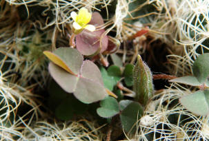 Oxalis corniculata / Hornfrüchtiger Sauerklee / Oxalidaceae / Sauerkleegewächse