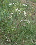Peucedanum oreoselinum / Berg-Haarstrang / Apiaceae / Doldenblütengewächse