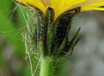 Picris hieracioides / Gewöhnliches Bitterkraut / Asteraceae / Korbblütengewächse