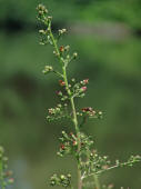 Scrophularia nodosa / Knotige Braunwurz / Scophulairaceae / Braunwurzgewchse