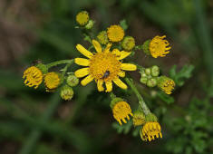Senecio jacobaea / Jakobs-Greiskraut / Jakobskraut / Asteraceae / Korbblütengewächse