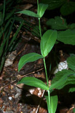 Silene vulgaris ssp. vulgaris / Gewöhnliches Taubenkropf-Leimkraut / Caryophyllaceae / Nelkengewächse