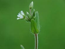 Stellaria nemorum / Hain-Sternmiere / Wald-Sternmiere / Caryophyllaceae / Nelkengewächse