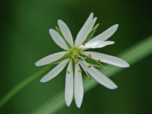 Stellaria nemorum / Hain-Sternmiere / Wald-Sternmiere / Caryophyllaceae / Nelkengewächse