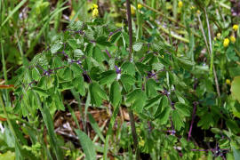 Thalictrum aquilegiifolium / Akeleiblättrige Wiesenraute / Ranunculaceae / Hahnenfußgewächse