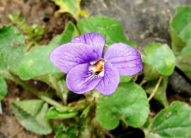 Viola odorata / März-Veilchen / Violaceae / Veilchengewächse