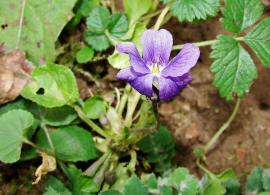 Viola odorata / März-Veilchen / Violaceae / Veilchengewächse