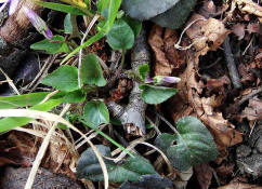 Viola reichenbachiana / Wald-Veilchen / Violaceae / Veilchengewächse