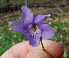 Viola reichenbachiana / Wald-Veilchen / Violaceae / Veilchengewächse