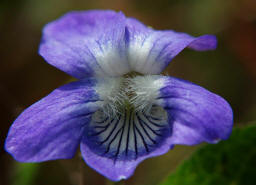 Viola riviniana / Hain-Veilchen / Violaceae / Veilchengewächse