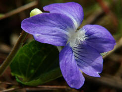 Viola riviniana / Hain-Veilchen / Violaceae / Veilchengewächse