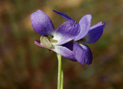 Viola x scabra / Raues Veilchen / Violaceae / Veilchengewächse