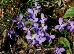 Viola x scabra / Raues Veilchen / Violaceae / Veilchengewächse