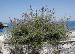 Vitex agnus-castus / Mönchspfeffer / Lamiaceae / Lippenblütengewächse