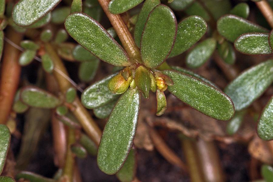 Herniaria glabra / Kahles Bruchkraut / Portulacaceae / Portulakgewächse
