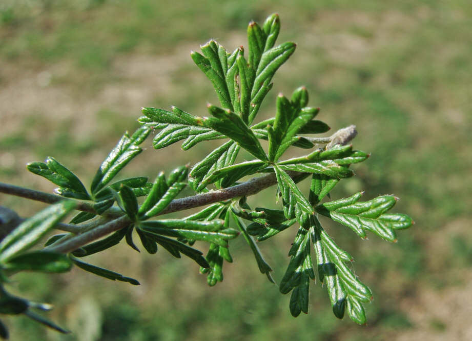 Potentilla argentea / Silber-Fingerkraut / Rosaceae / Rosengewächse