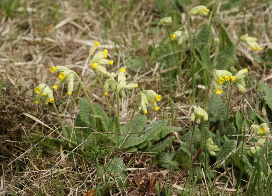 Primula veris / Wiesen-Schlüsselblume / Primulaceae / Primelgewächse
