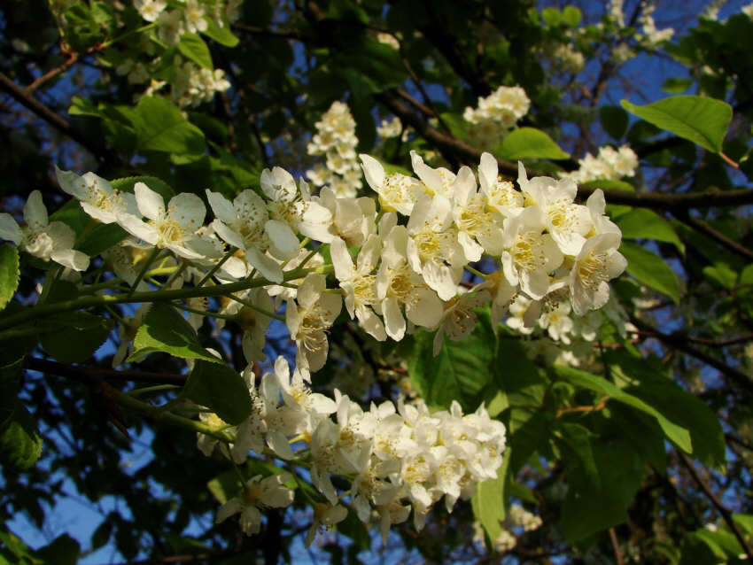 Prunus padus ssp. padus / Gewöhnliche Trauben-Kirsche / Ahl-Kirsche / Rosaceae / Rosengewächse