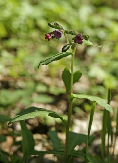 Pulmonaria obscura / Dunkles Lungenkraut / Boraginaceae / Raublattgewächse (Borretschgewächse)