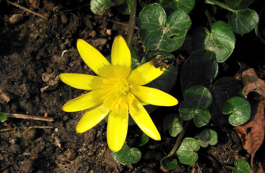 Ranunculus ficaria / Frühlings-Scharbockskraut / Ranunculaceae / Hahnenfußgewächse