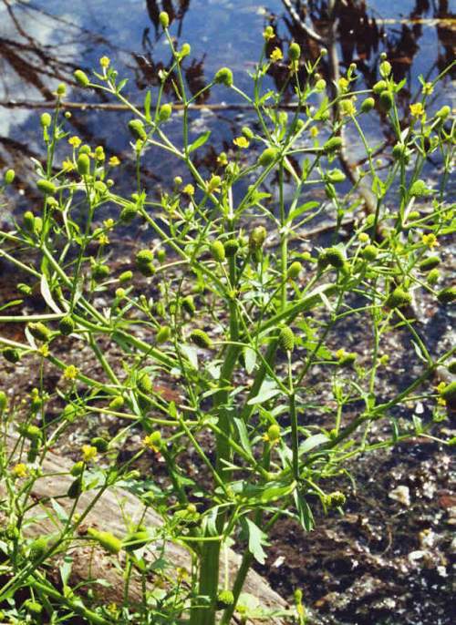 Ranunculus sceleratus / Gift-Hahnenfuß / Ranunculaceae / Hahnenfußgewächse / Giftig