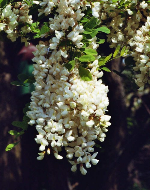 Robinia pseudo-acacia / Robinie / Falsche Akazie / Fabaceae / Schmetterlingsblütengewächse