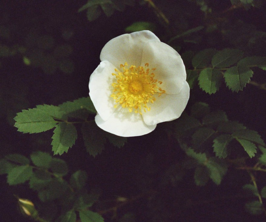 Rosa spinosissima / Bibernell-Rose / Rosaceae / Rosengewächse
