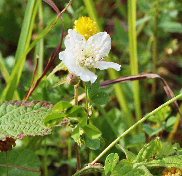 Rubus spec. / Unbestimmte Brombeere / Rosaceae / Rosengewächse