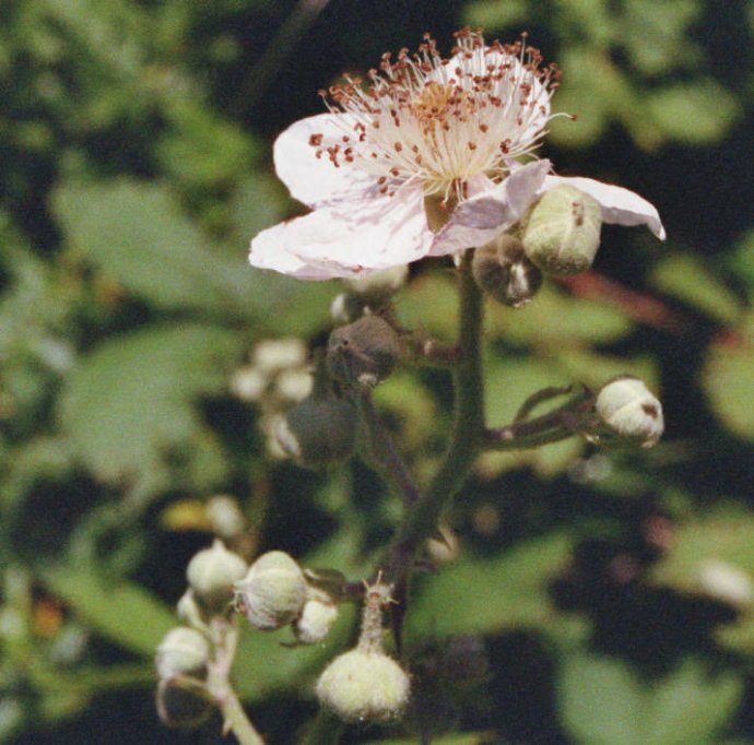 Rubus spec. / Unbestimmte Brombeere / Rosaceae / Rosengewächse