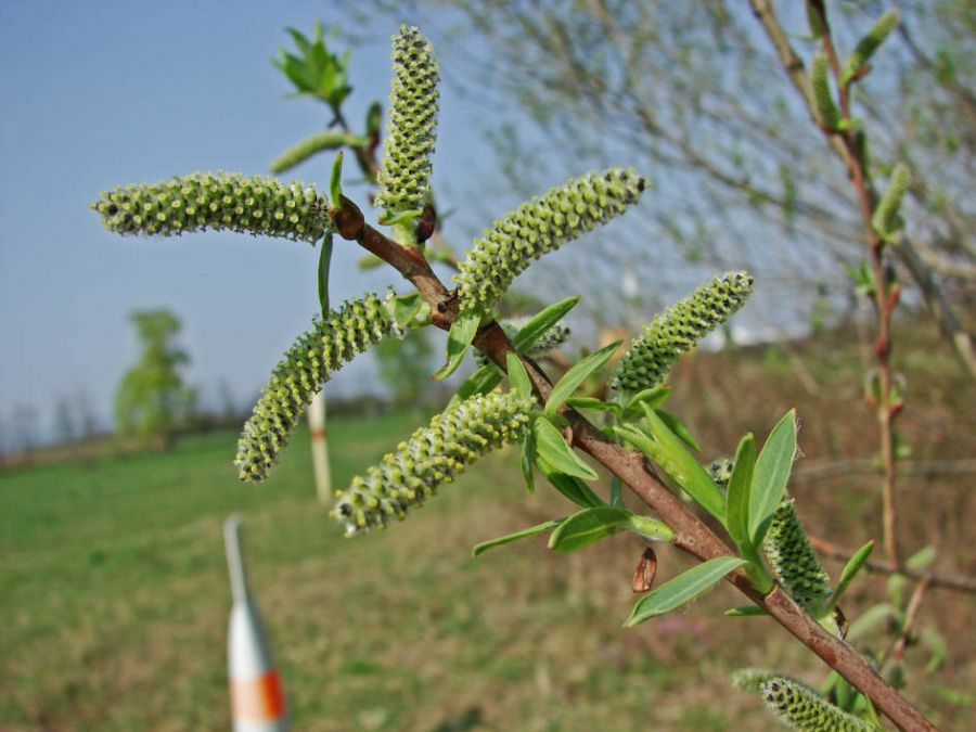 Salix alba / Silber Weide / Salicaceae / Weidengewächse (Weibliche Kätzchen)
