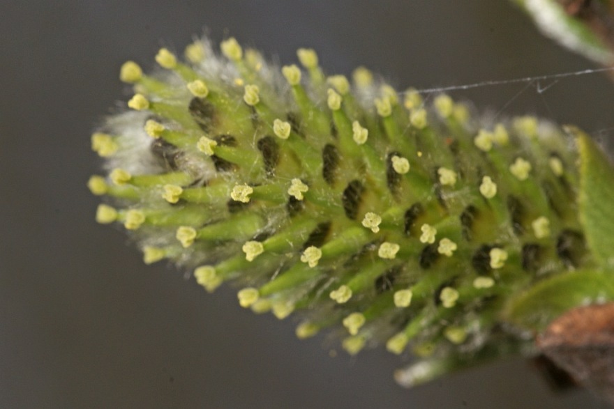 Salix caprea / Salweide / Salicaceae / Weidengewächse (weibliche Kätzchen)