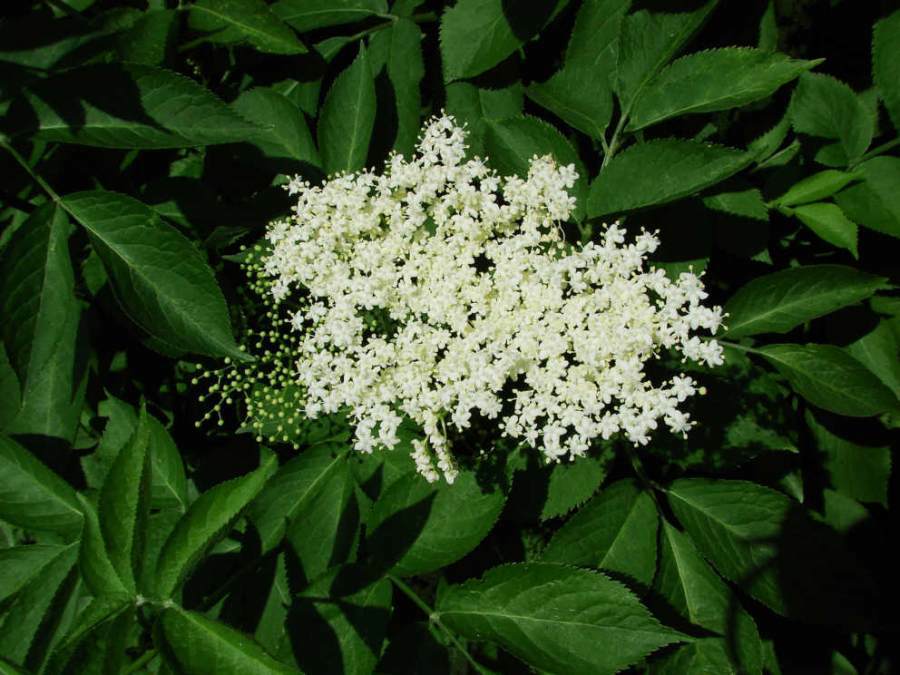 Sambucus nigra / Schwarzer Holunder / Caprifoliaceae / Geißblattgewächse
