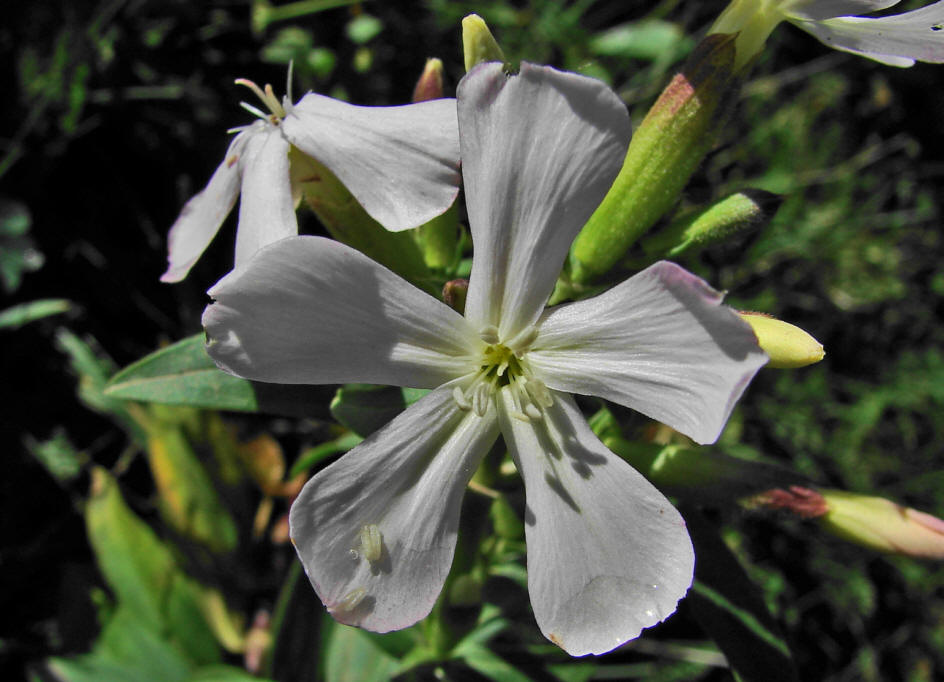 Saponaria officinalis / Gemeines Seifenkraut /Caryophyllaceae / Nelkengewächse