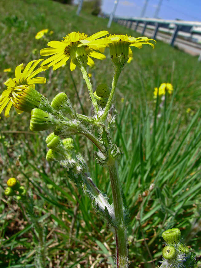Senecio vernalis / Frühlings-Greiskraut / Asteraceae / Korbblütengewächse / Eingebürgerter Neophyt aus Osteuropa - Vorderasien