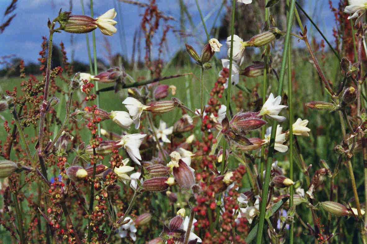 Silene latifolia / Weißes Leimkraut / Weiße Nachtnelke / Caryophyllaceae / Nelkengewächse