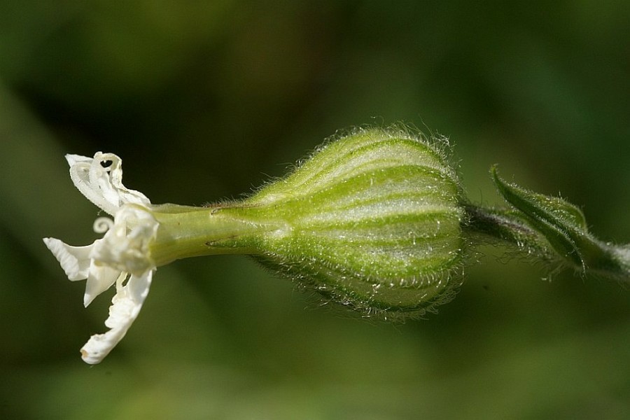 Silene latifolia / Weißes Leimkraut / Weiße Nachtnelke / Caryophyllaceae / Nelkengewächse