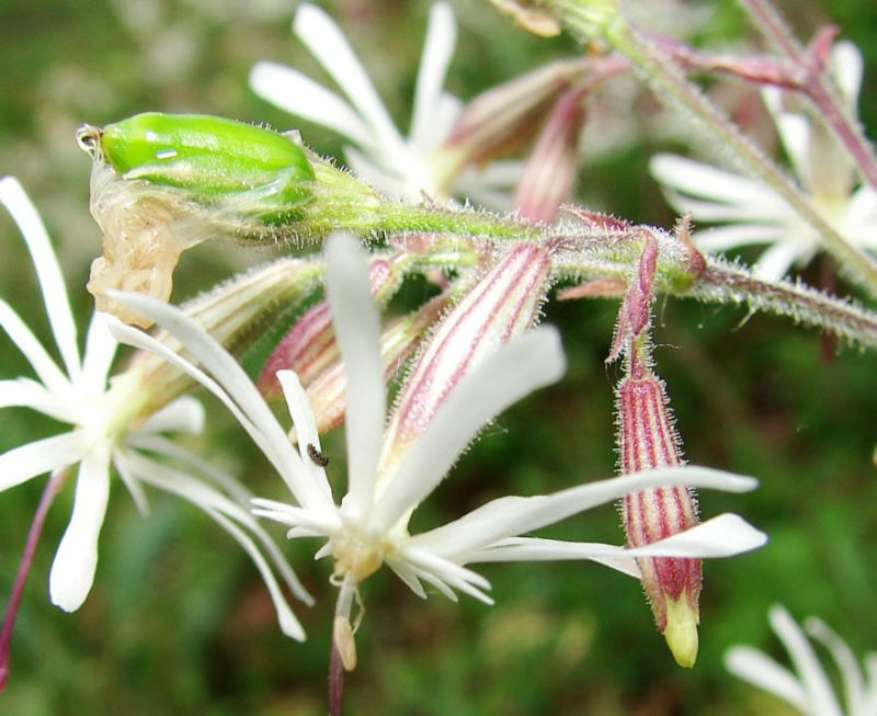 Silene nutans / Nickendes Leimkraut / Caryophyllaceae / Nelkengewächse