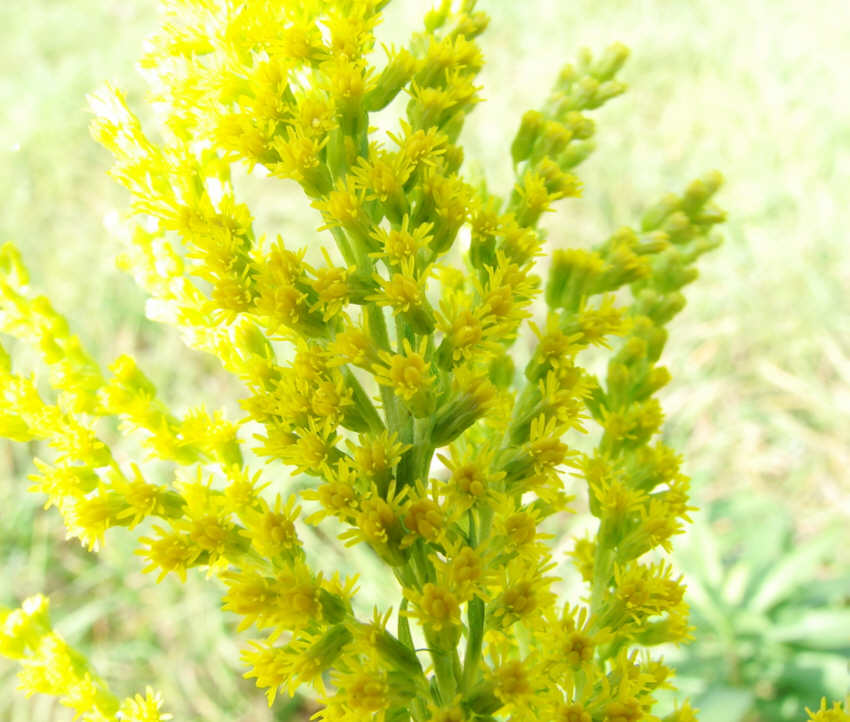 Solidago canadensis / Kanadische Goldrute / Asteraceae / Korbblütengewächse