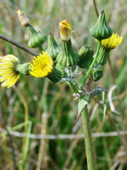 Sonchus asper / Raue Gänsedistel / Asteraceae / Korbblütengewächse