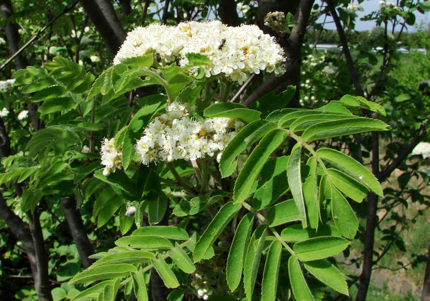 Sorbus aucuparia / Gewöhnliche Eberesche / Rosaceae / Rosengewächse